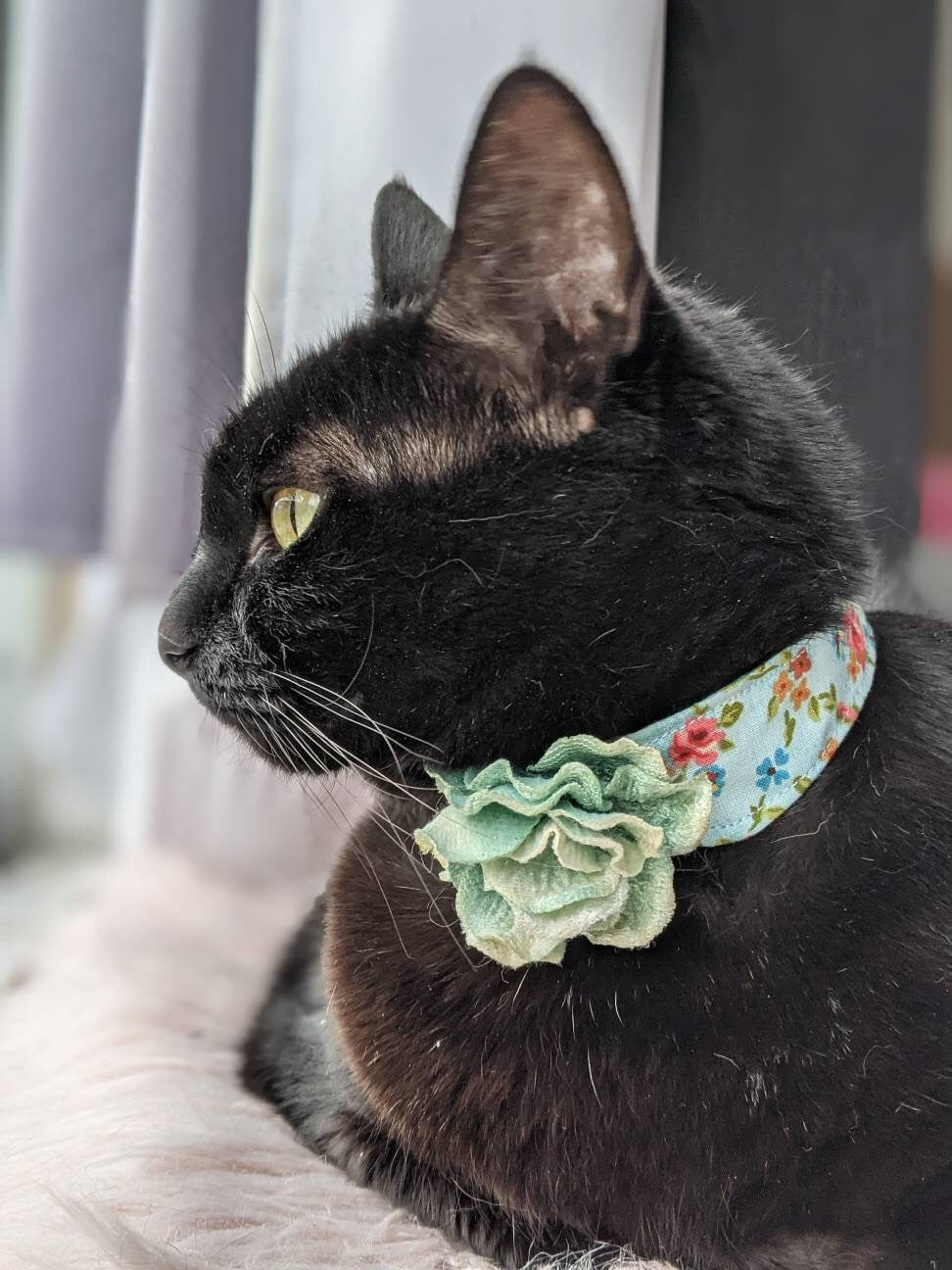 cat wearing delicate teal handmade cat collar for cat
