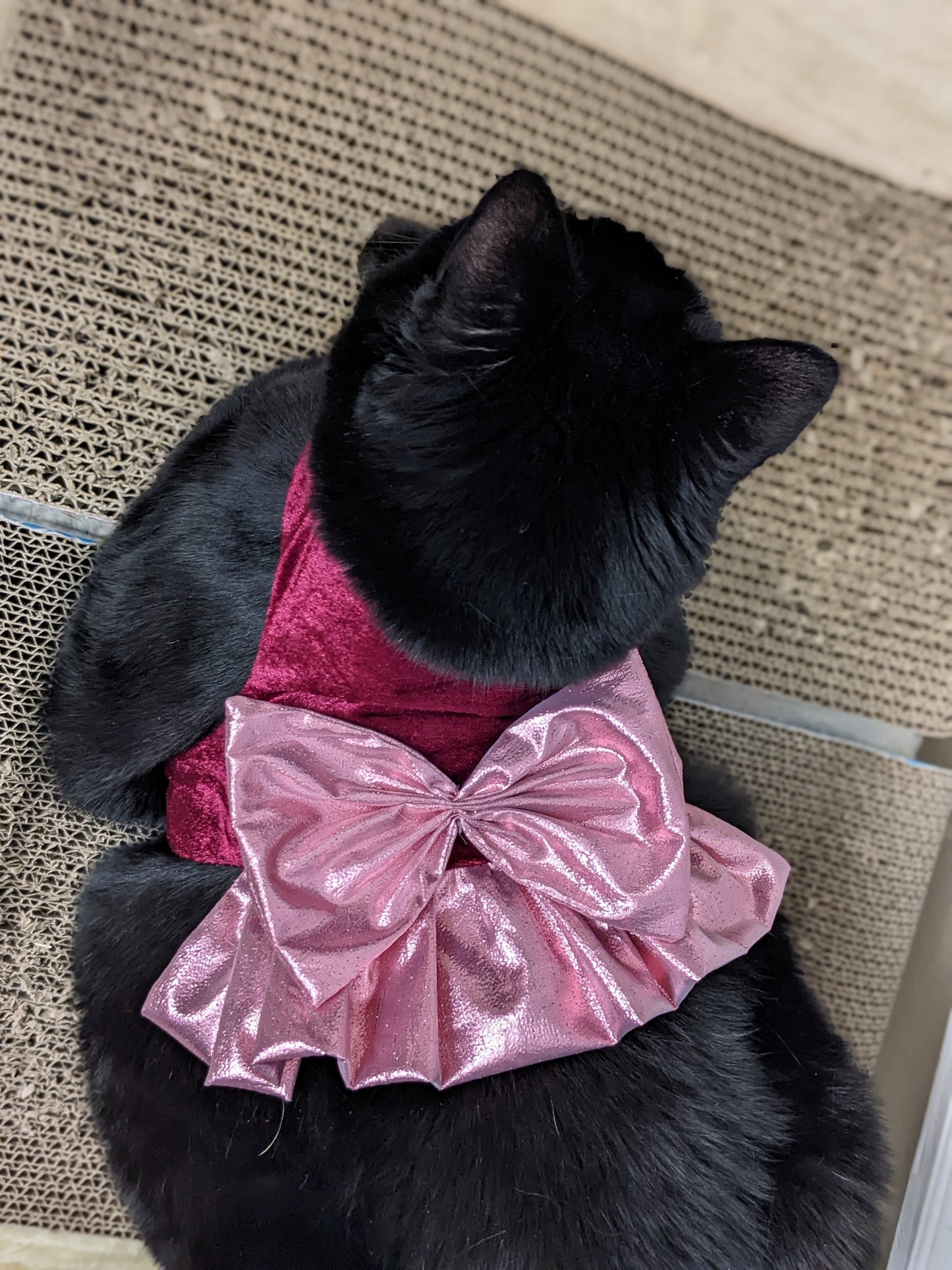 cat wearing burgundy cat jacket for cat