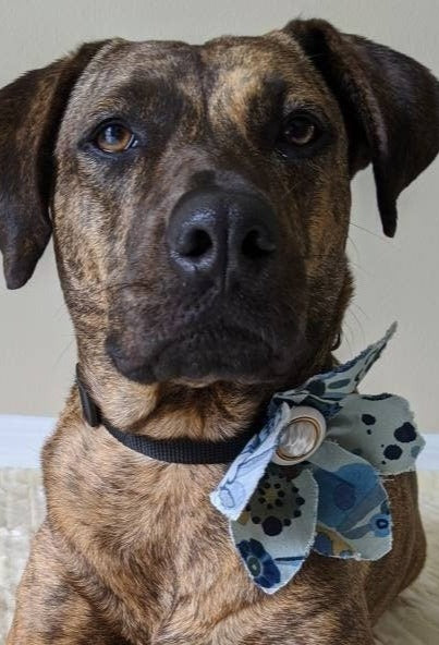 Blue Flower for Dog Collar Accessory