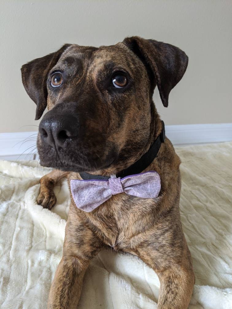 Light Purple Slide On Collar Accessory for Girl Dog