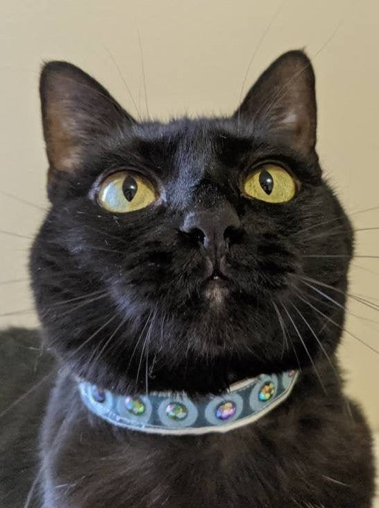 Adjustable Blue Green Collar Accessory for Cat