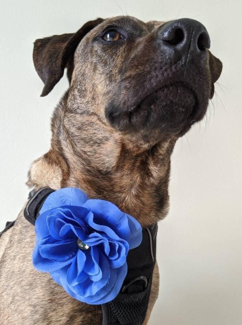 Blue Flower for Dog Collar Accessory