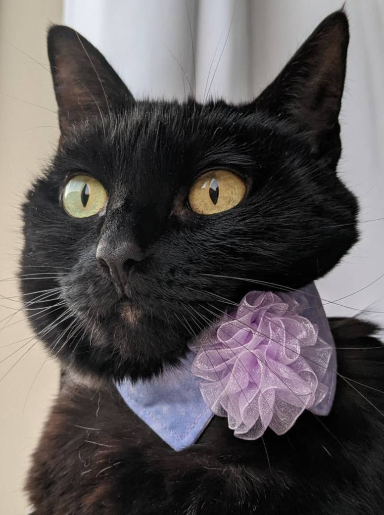 Adjustable Purple Collar Accessory for Cat