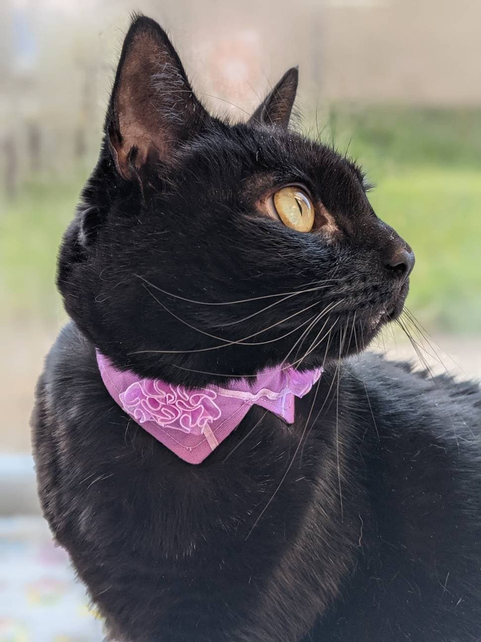 Adjustable Purple Collar Accessory for Cat