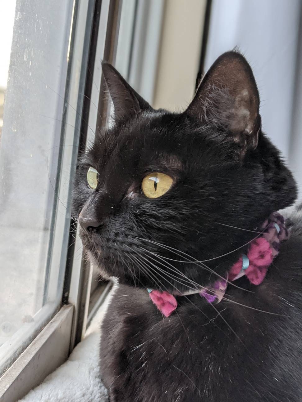 Adjustable Purple Collar Accessory for Cat