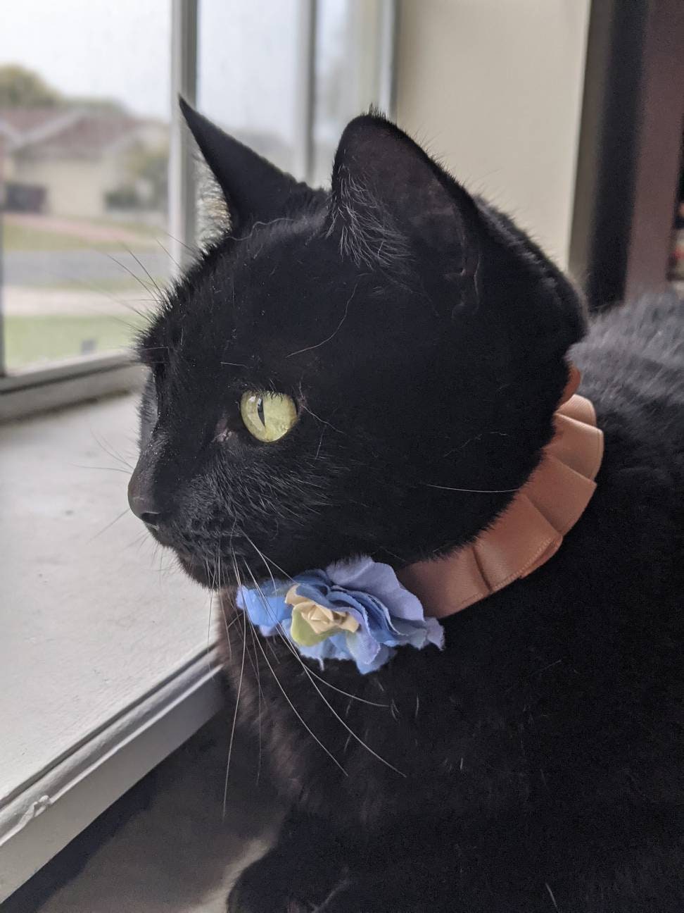 Adjustable Orange Collar Accessory for Cat