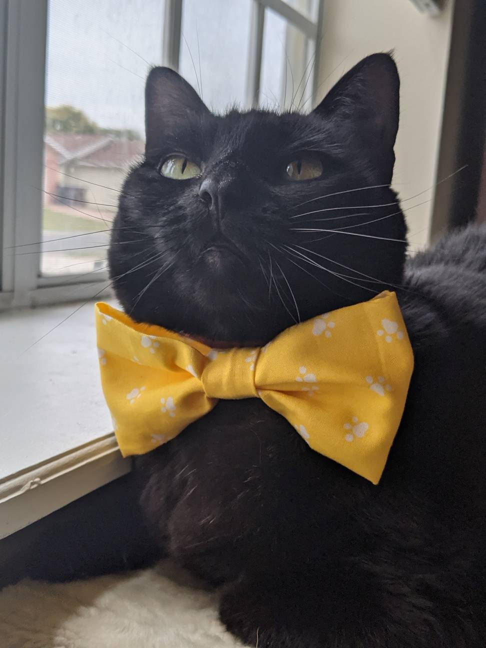 Adjustable Orange Collar Accessory for Cat