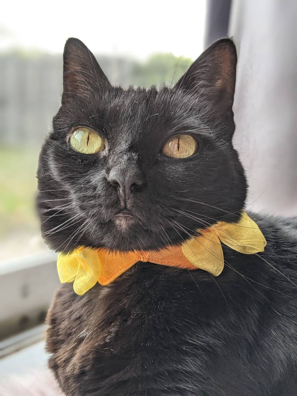 Adjustable Orange Collar Accessory for Cat