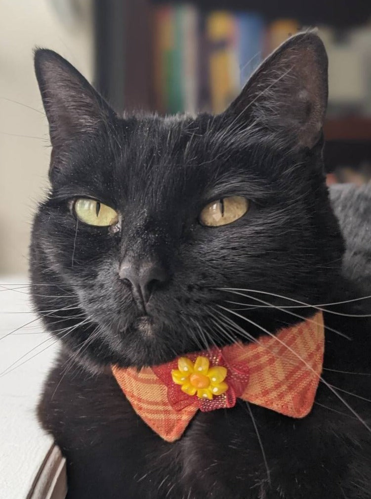 Adjustable Orange Collar Accessory for Cat