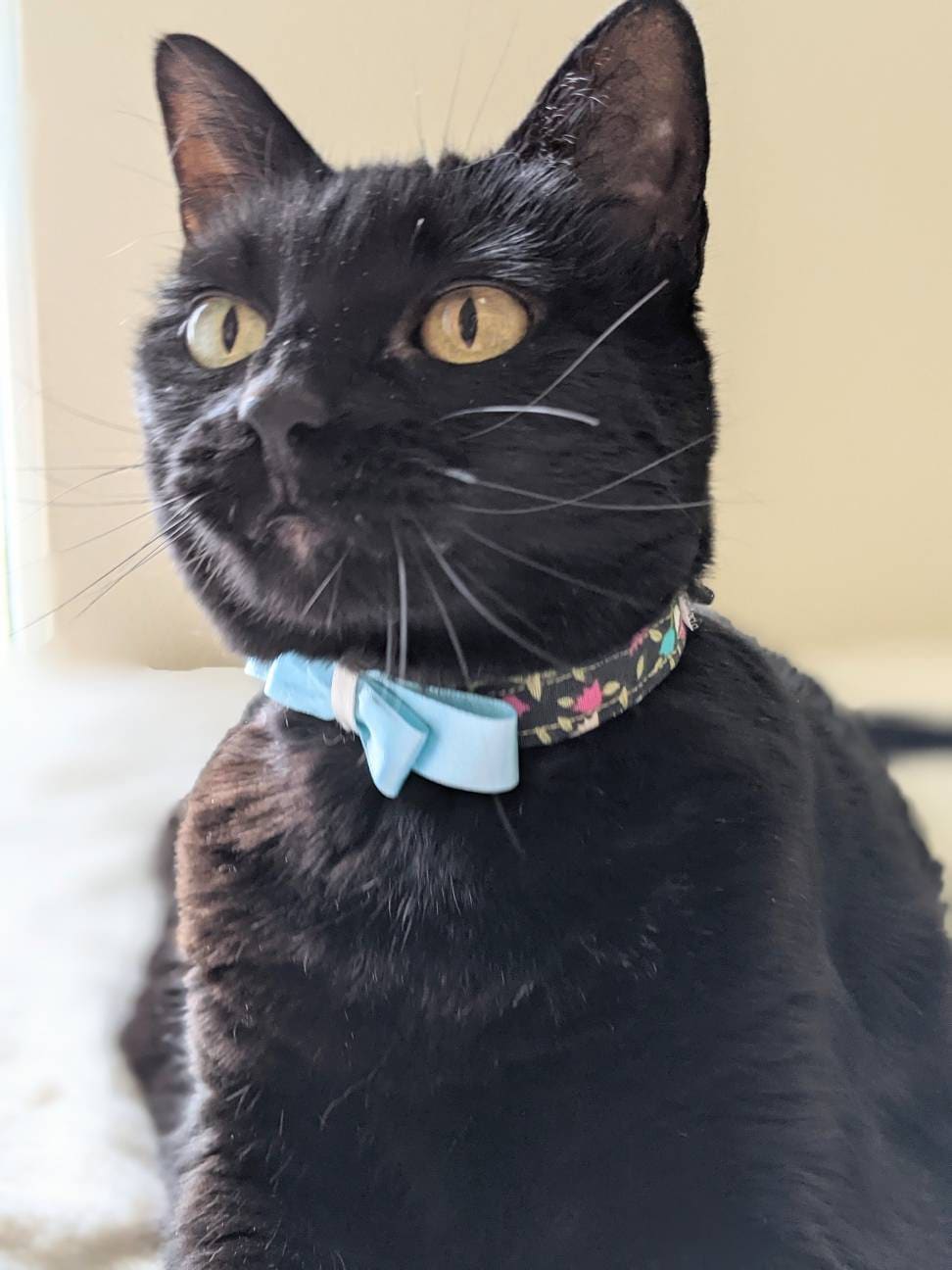 Adjustable Green Collar Accessory for Cat