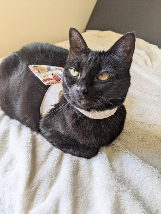 Scout Jacket for Cat