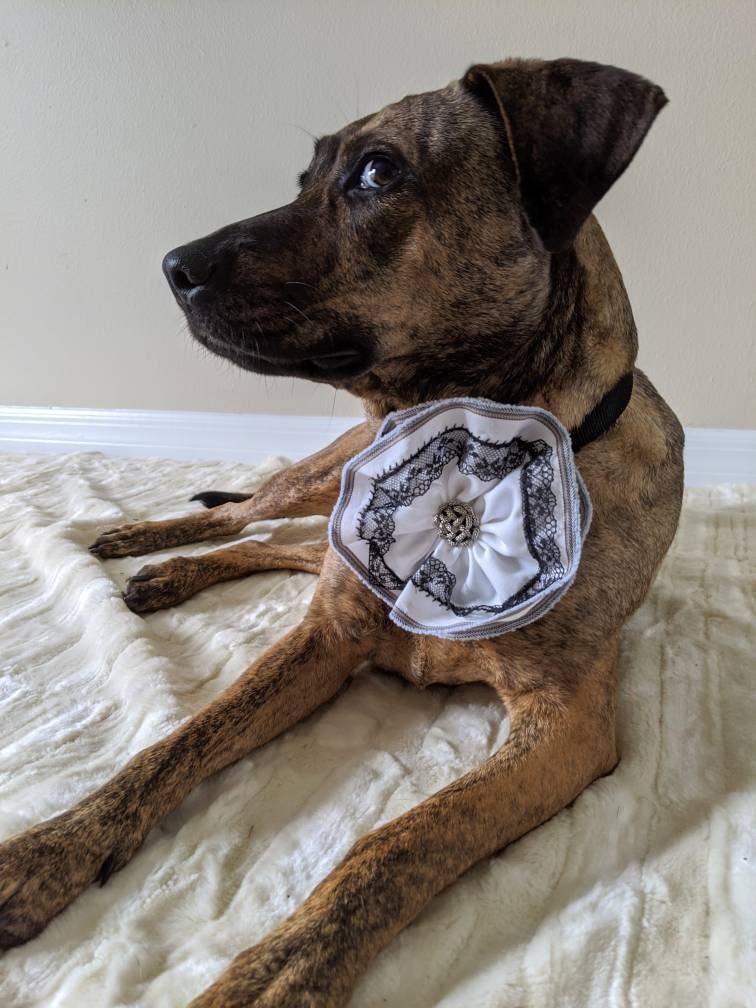 White Dog Collar Accessory