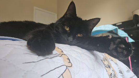 Supplements for My Cat's Hyperthyroidism