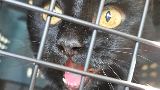 An Unexpected Vet Visit