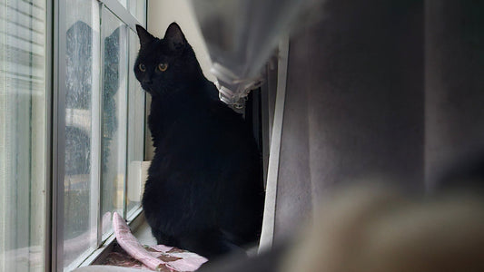 Giving Our Picky Cat Supplements