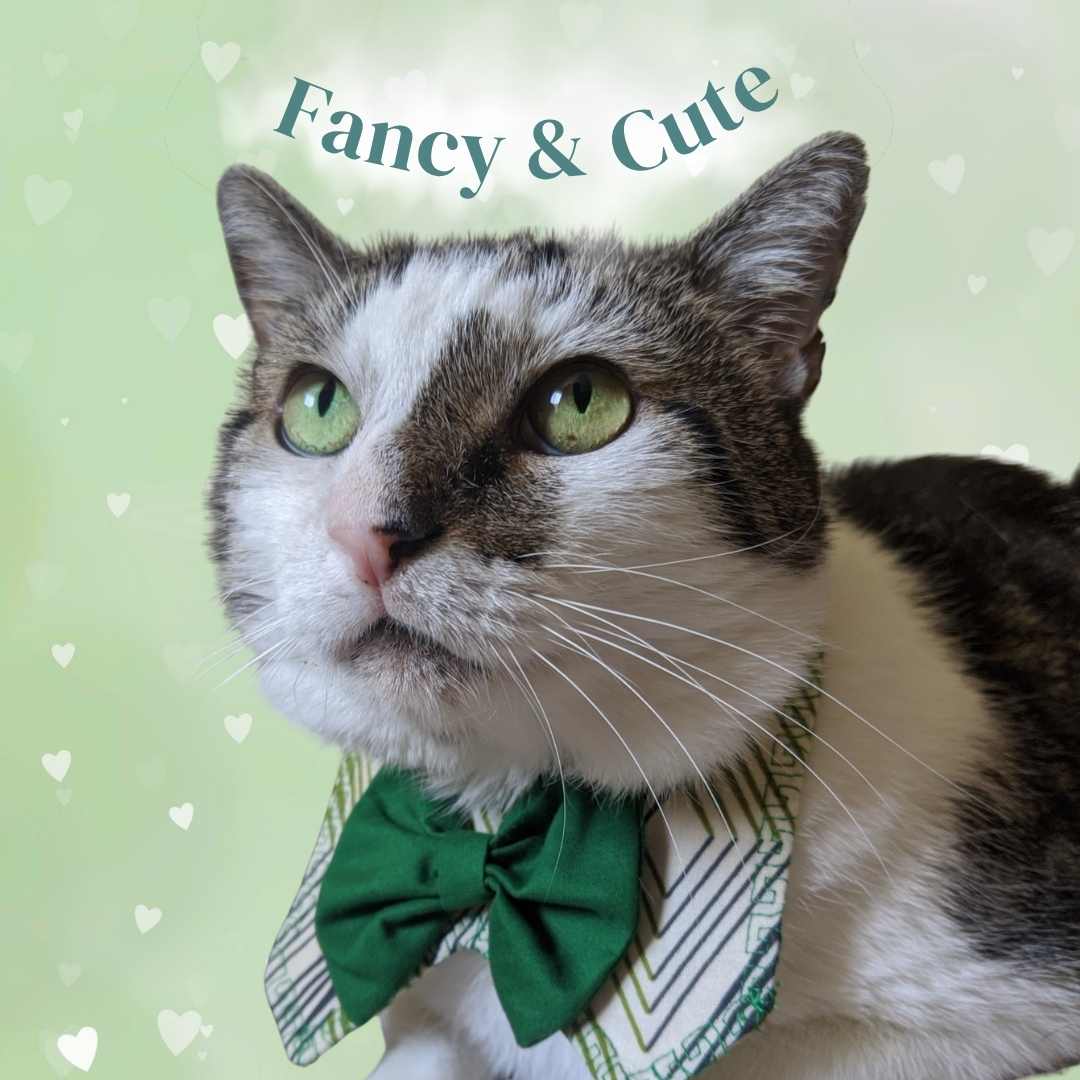 Adjustable Cat Collars