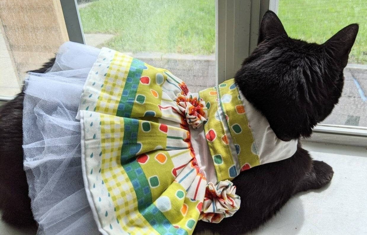 Colorful handmade dress for cat