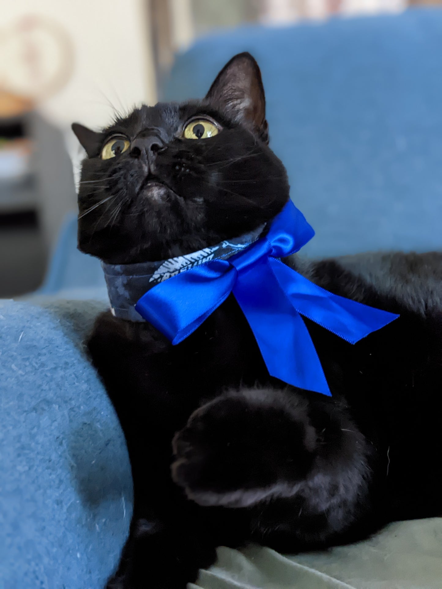 Blue Adjustable Cat Collar Accessory
