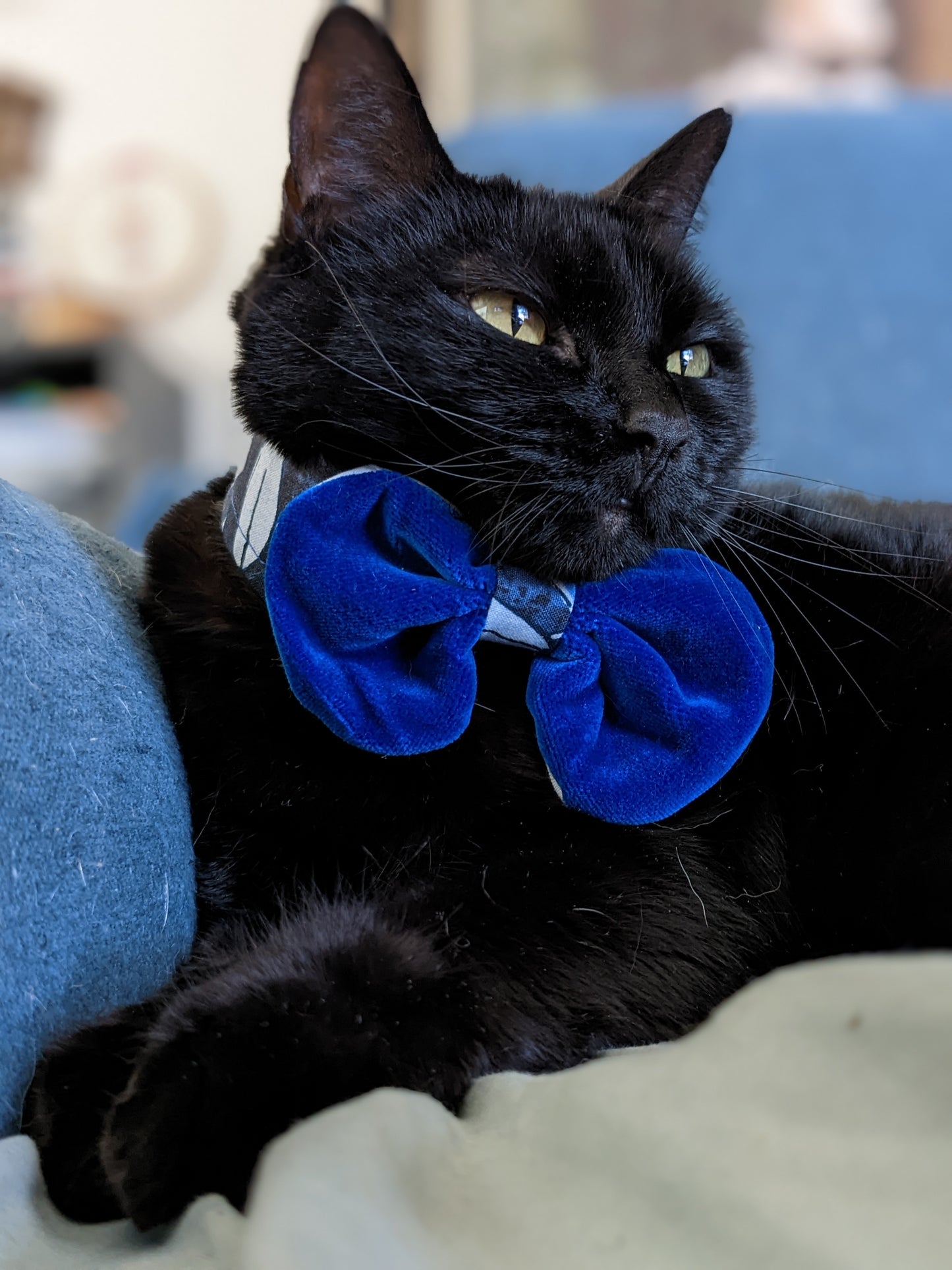 Blue Adjustable Cat Collar Accessory
