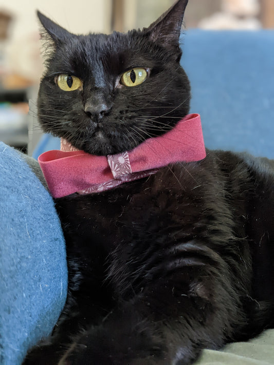 Cute Bow Adjustable Cat Collar