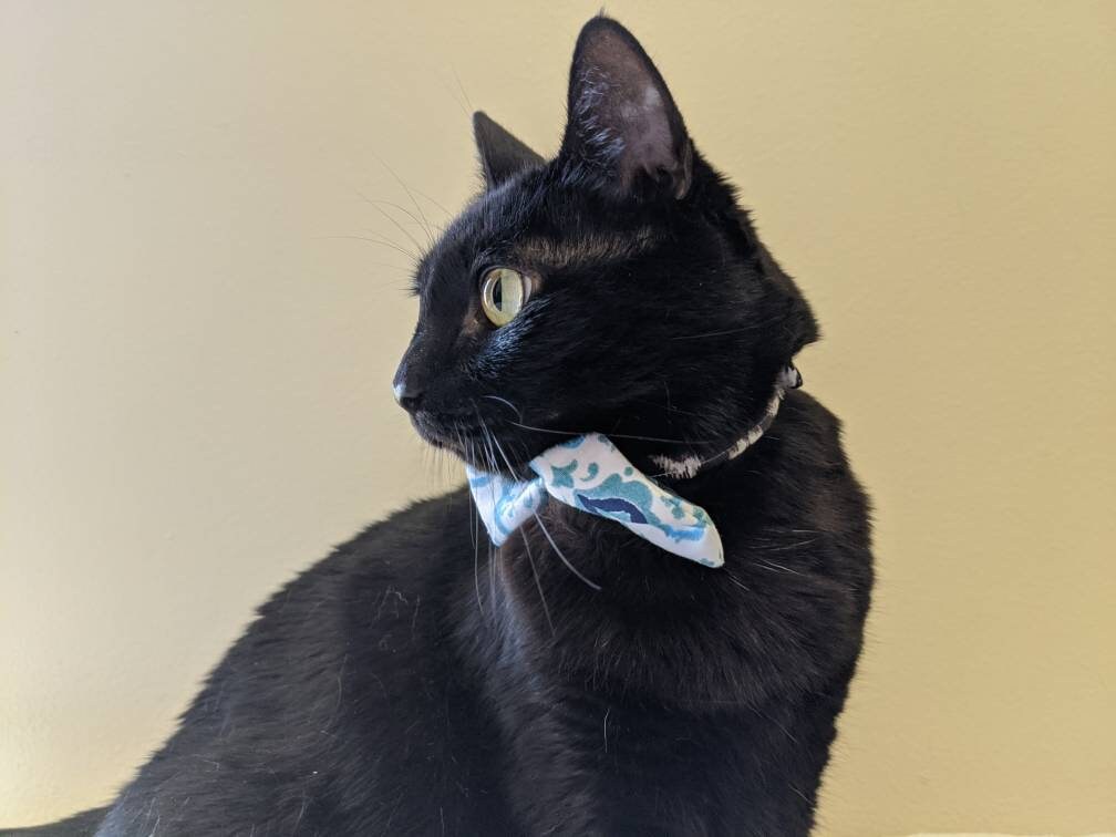 Blue and Brown Adjustable Cat Bowtie Collar