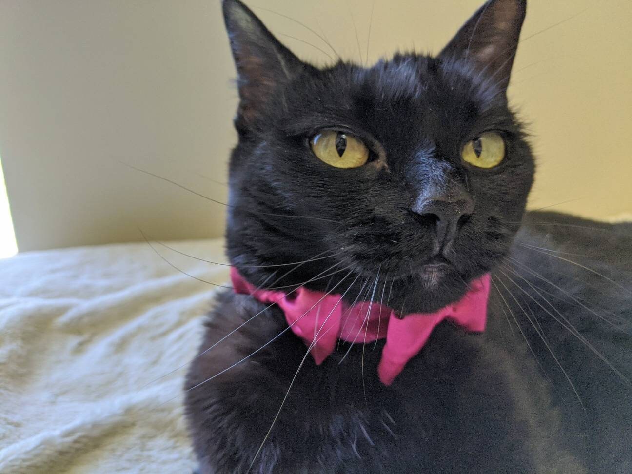 Hot Pink Elegant Kitten Collar