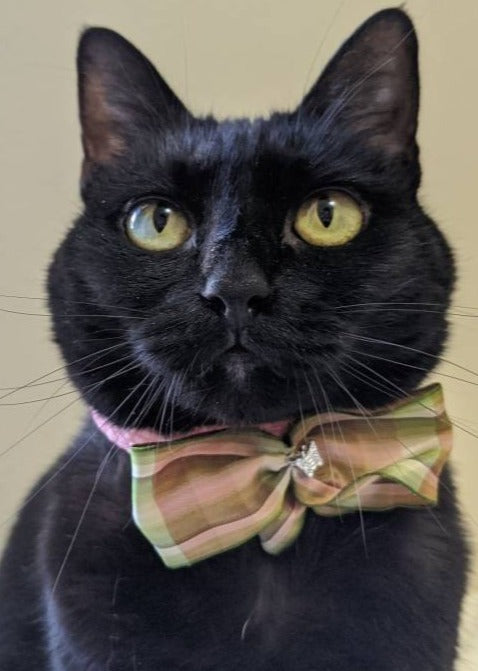 Cute Adjustable Cat Collar Accessory