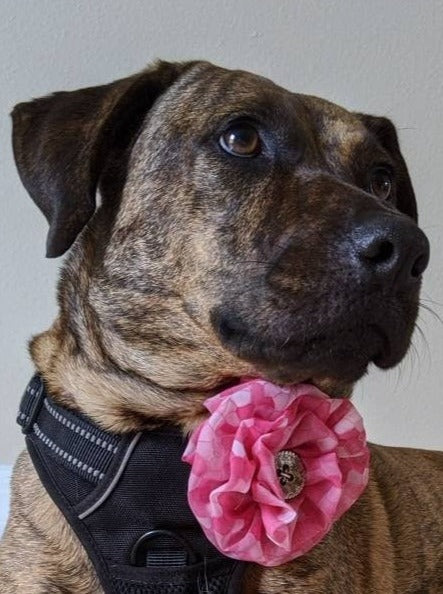 Pink Collar Accessory for Large Dog