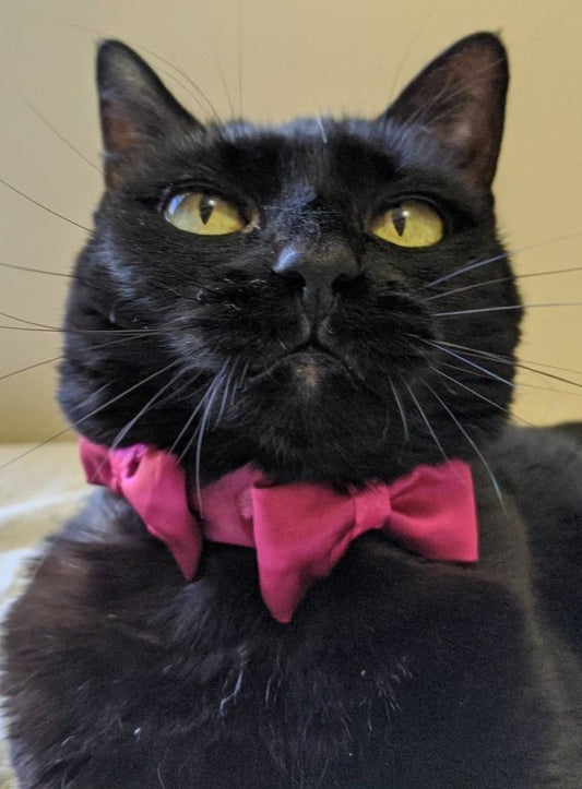 Hot Pink Elegant Kitten Collar
