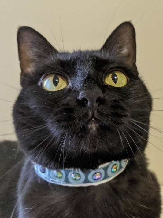 Elegant Adjustable Cat Collar