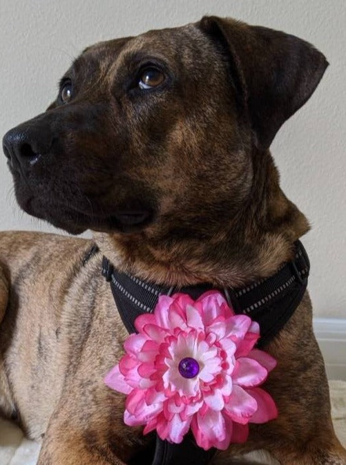 Pink Collar Accessory for Large Dog