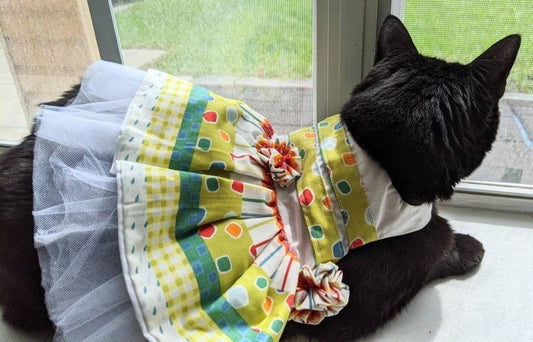 Colorful Birthday Cat Dress for Cat