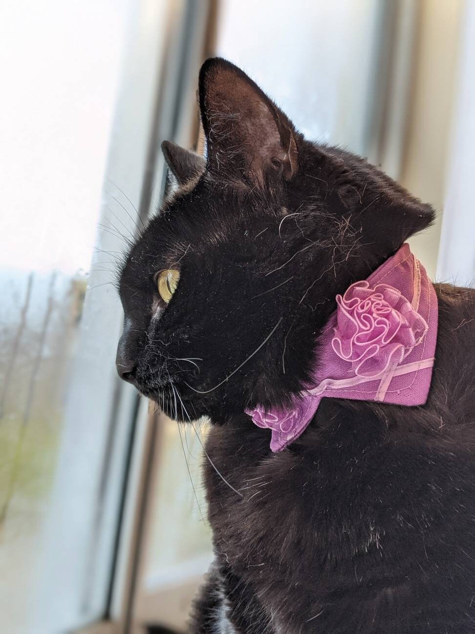 Purple Flower Cat Collar