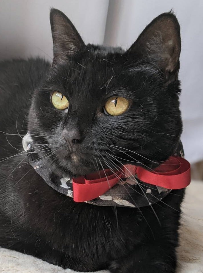 Fancy and Elegant Cat Collar Accessory