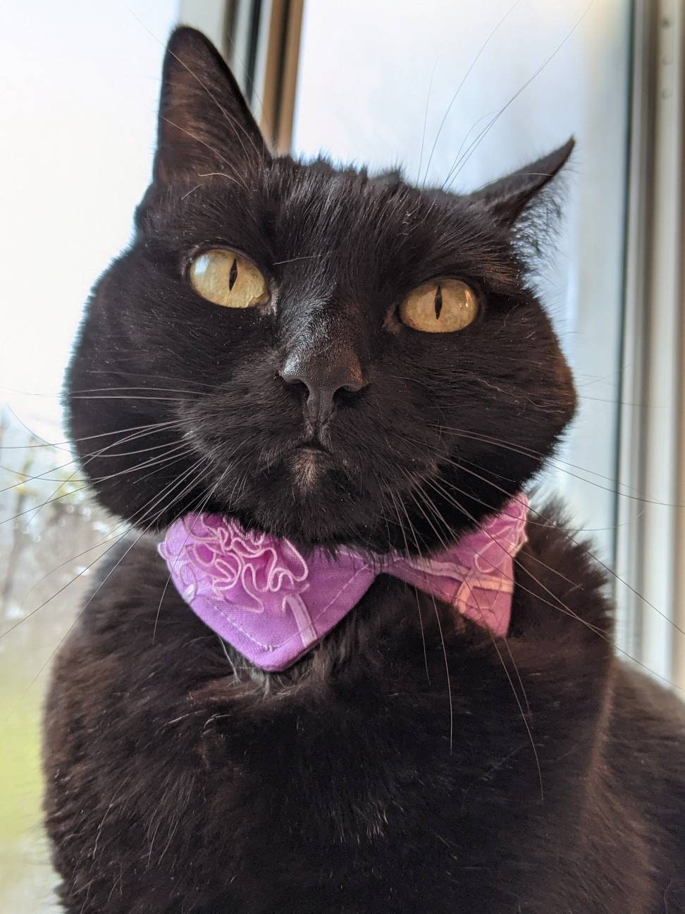 Purple Flower Cat Collar