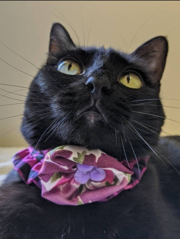 Fancy and Elegant Cat Collar Accessory
