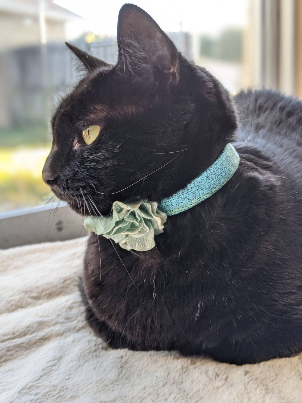Aqua Flower Cat Collar