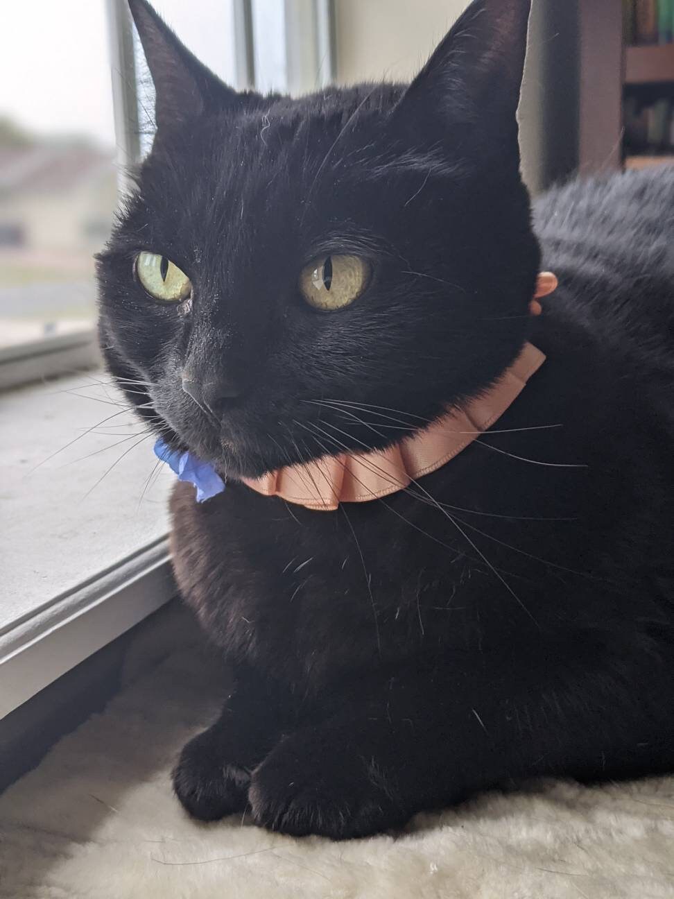 Blue and Orange Fancy Wedding Collar for Cat