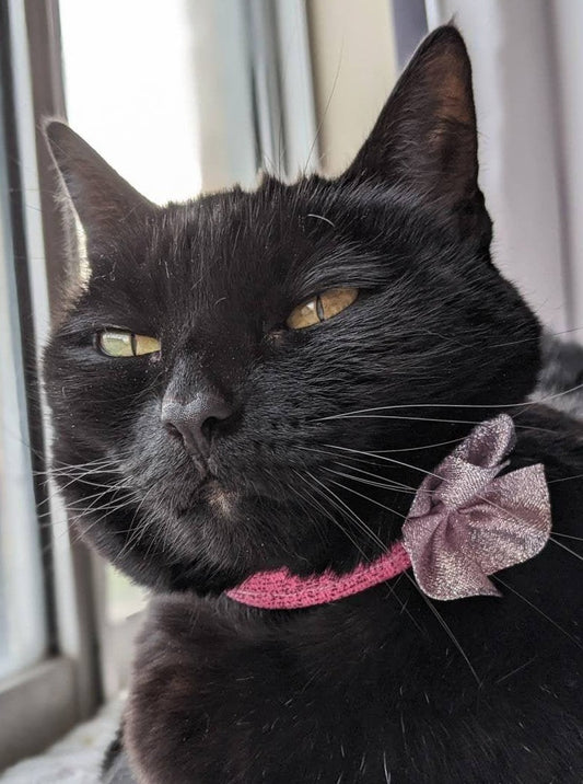 Pink Girly Adjustable Cat Collar