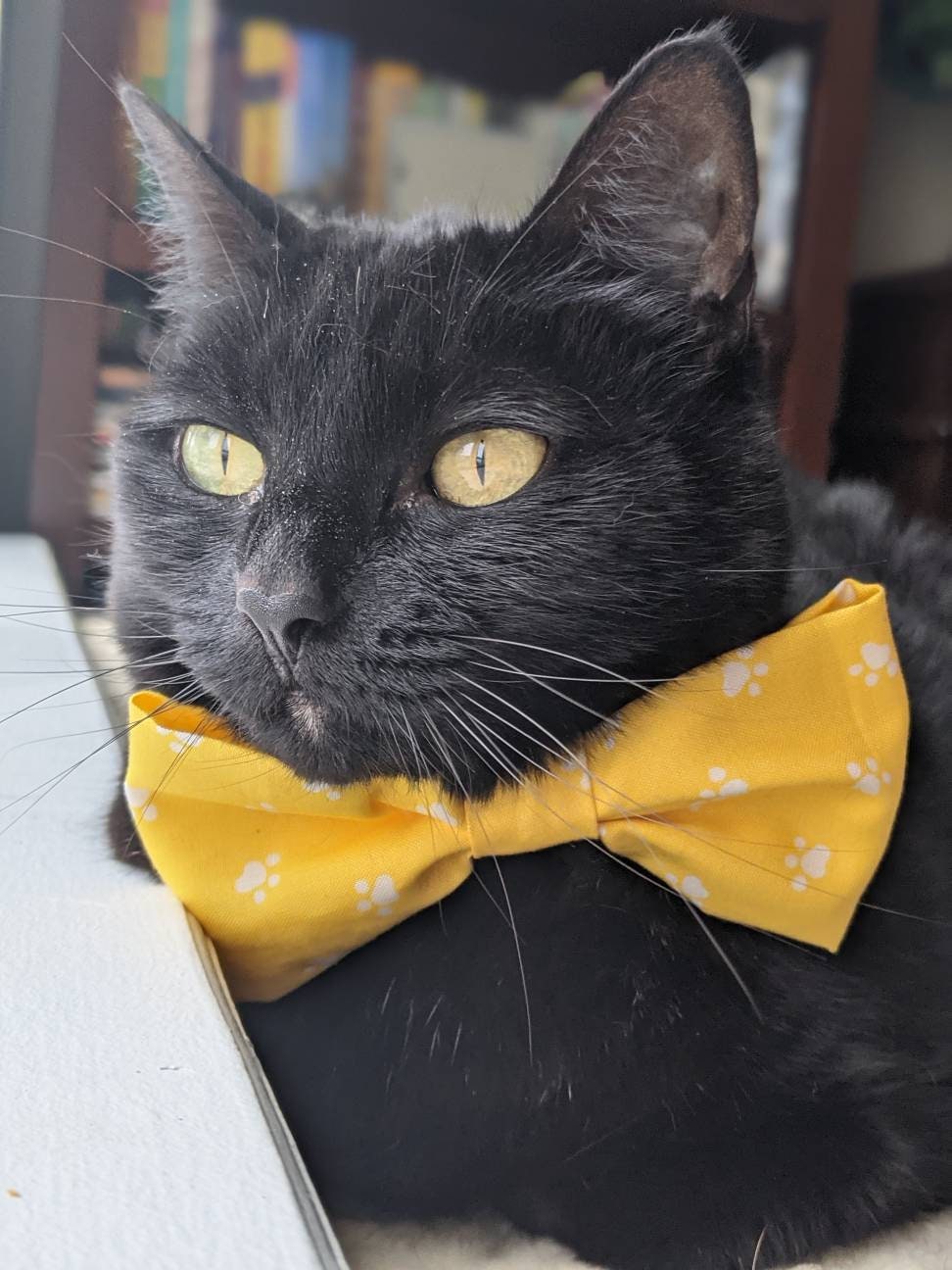 Oversized Yellow Bowtie for cat