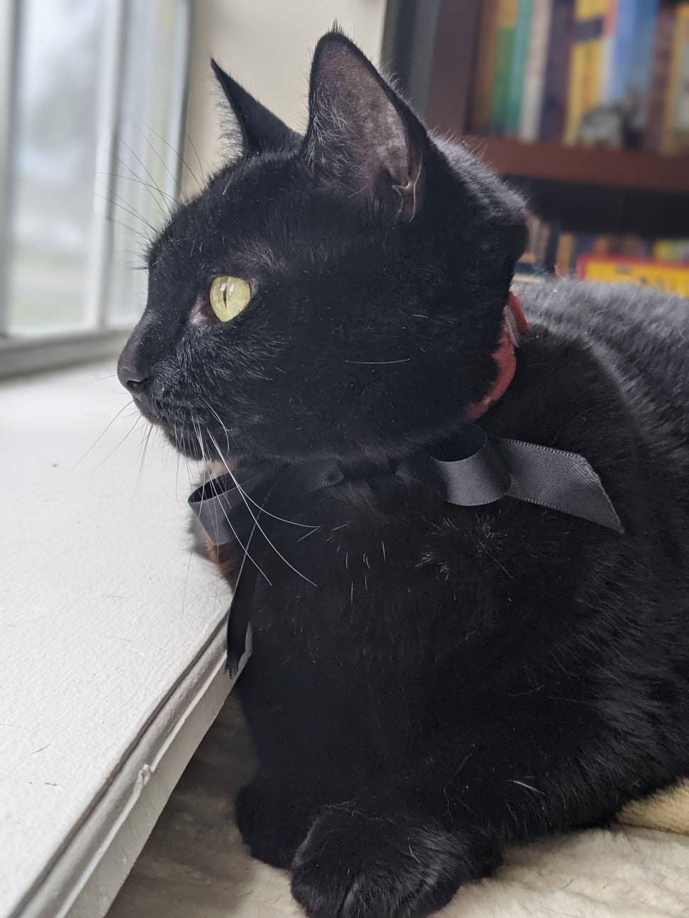 Orange and Black Adjustable Cat Bowtie Collar