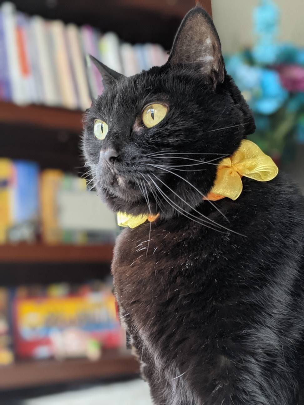 Yellow and Orange Cat Collar with Bows