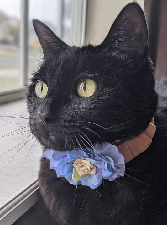 Blue and Orange Fancy Wedding Collar for Cat