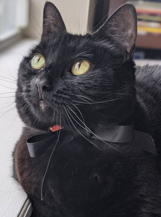 Orange and Black Adjustable Cat Bowtie Collar