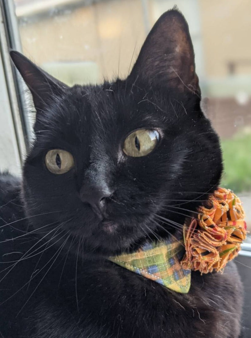 Unique Flower Adjustable Cat Collar