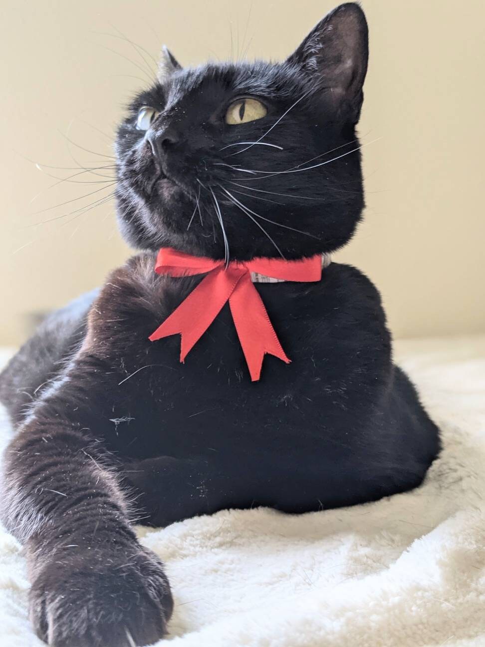 Red Bow Collar for Cat