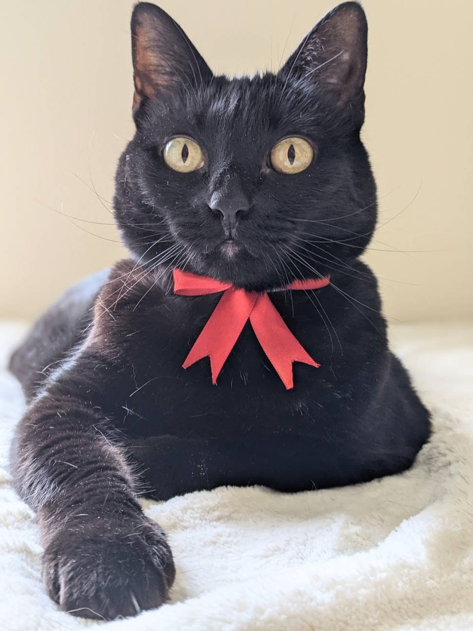 Red Bow Collar for Cat
