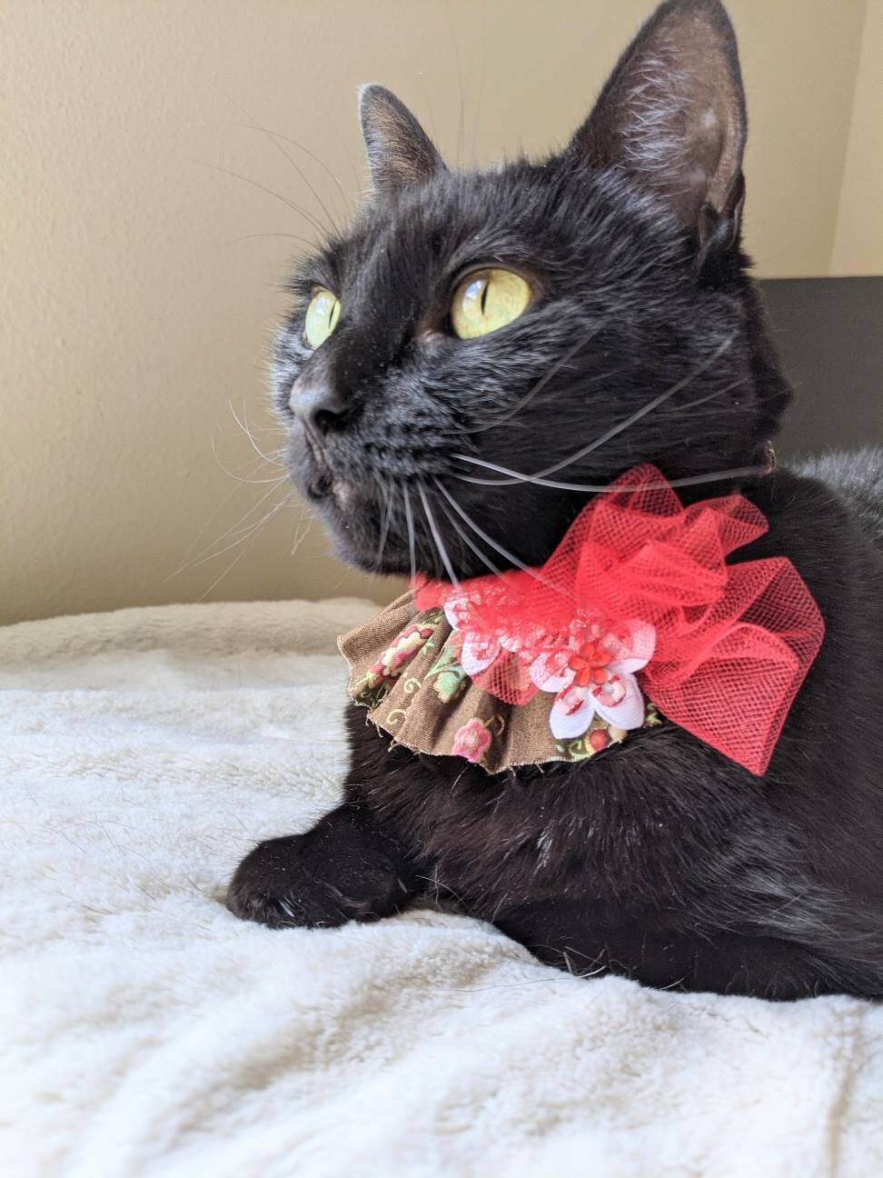 Cats and Fashion Cat Lover Gift Set