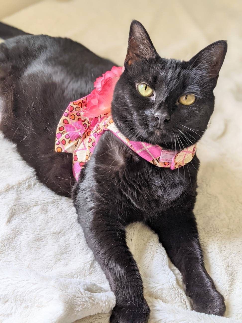 Pink Cat Jacket for Cat