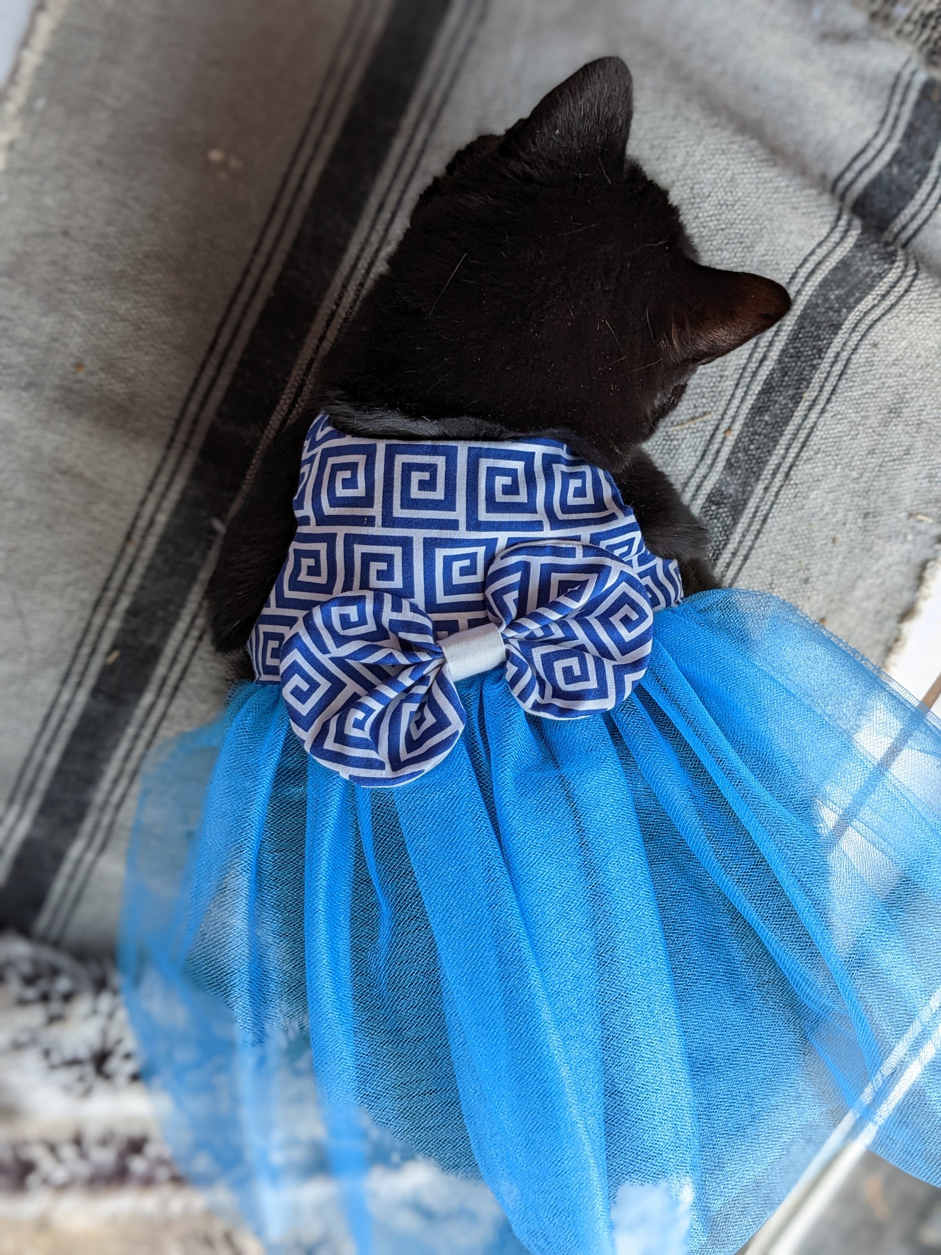 Blue Cat Dresses for Cat – Magical Wiggles